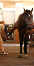 Veterinary Dr. Sabine Wettengel at treating equine osteopathy