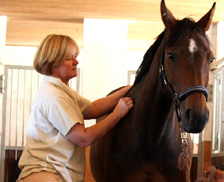 Tierärztin Dr. Sabine Wettengel bei der Pferdeakupunktur